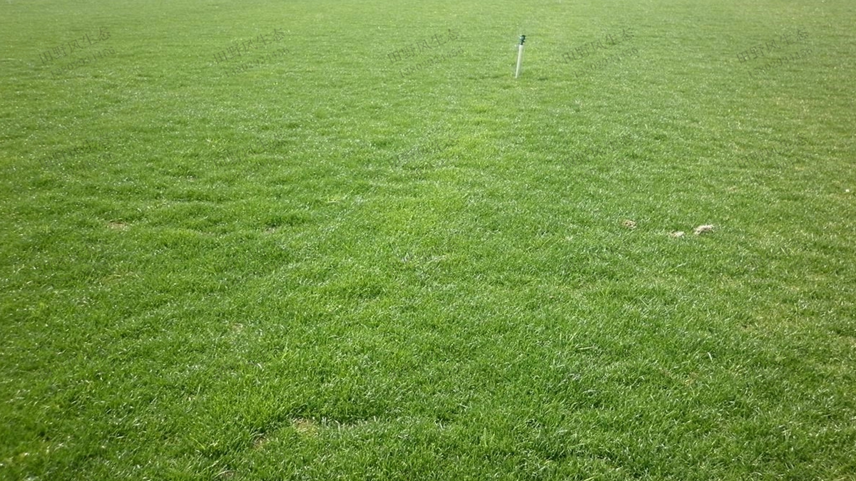 草坪草種狗牙根、百慕大和天堂草之間是什么關(guān)系？