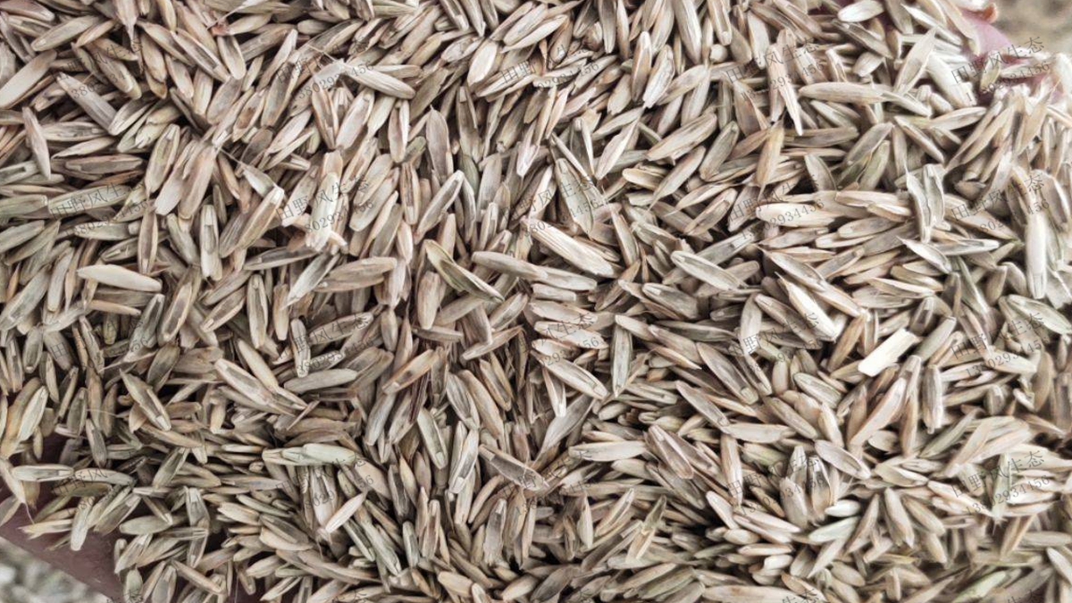 黑麥草種子有哪些品種？