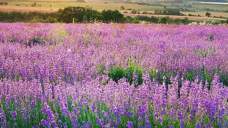 薰衣草 薰衣草