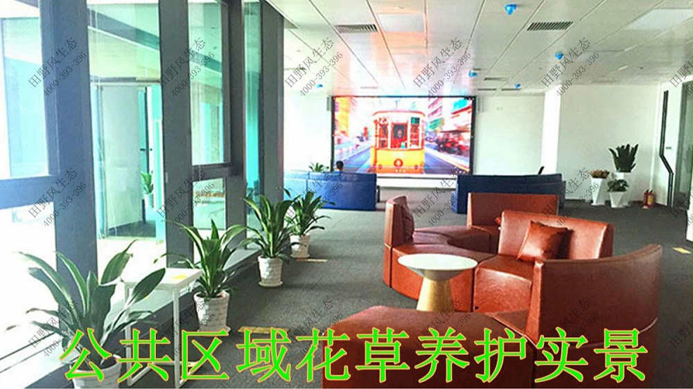 廣東太平保險(xiǎn)綠植租賃案例 廣東太平保險(xiǎn)綠植租賃案例