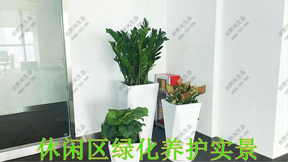 廣東太平保險(xiǎn)綠植租賃案例 廣東太平保險(xiǎn)綠植租賃案例