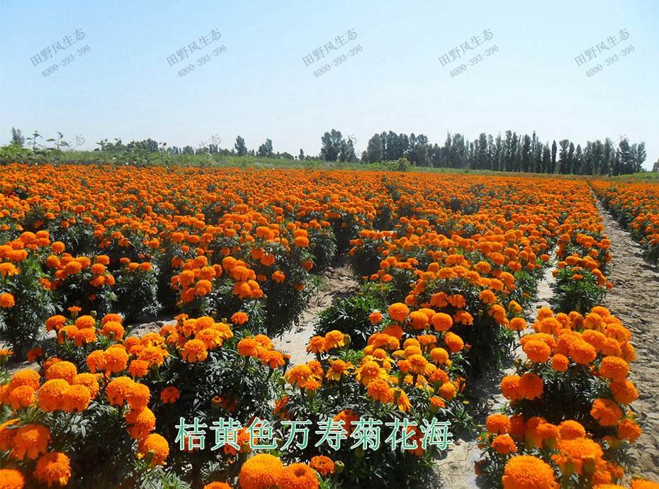 12桔黃色萬壽菊花海