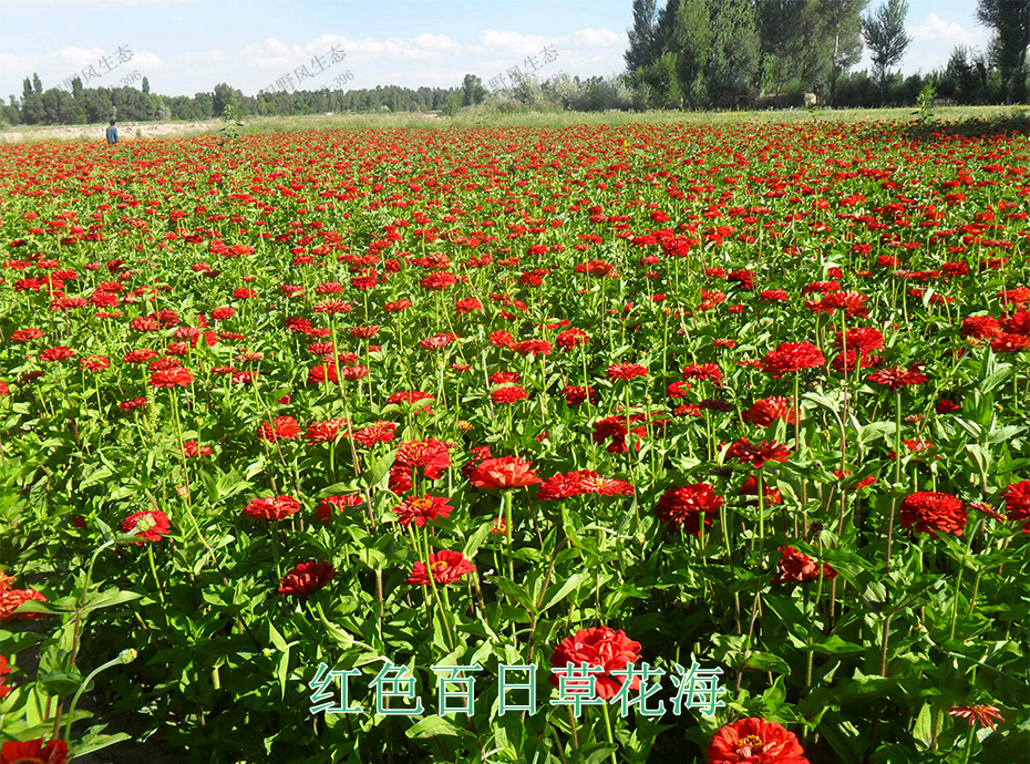 14紅色百日草花海