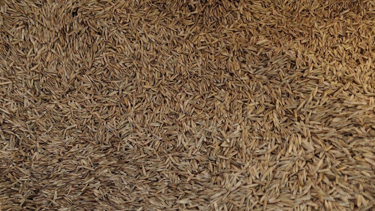 黑麥草種子播種一畝地需要多少斤種子？