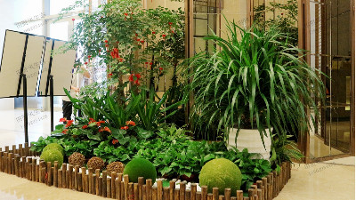 常見室內綠植冬季養(yǎng)護注意事項