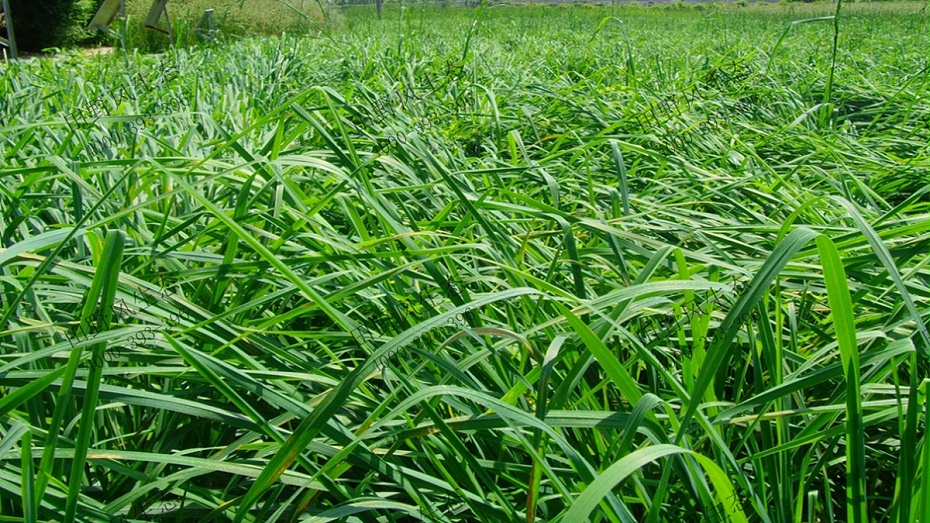鴨茅生長效果展示