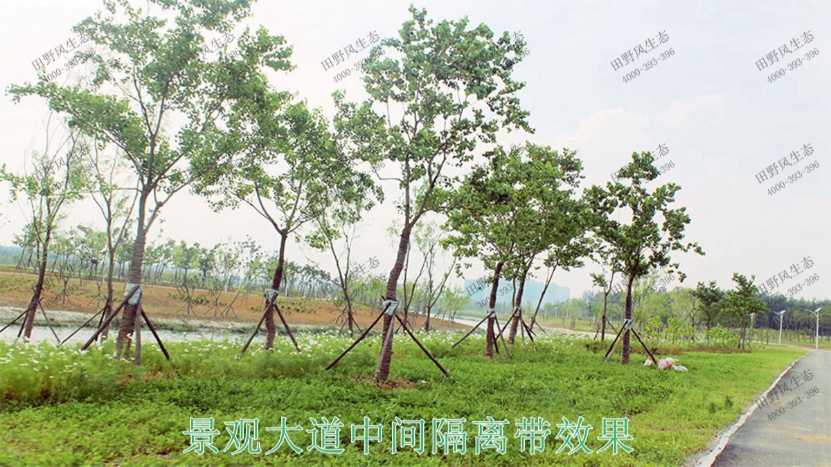 廣州亞運(yùn)城園林綠化建設(shè)工程 廣州亞運(yùn)城園林綠化建設(shè)工程