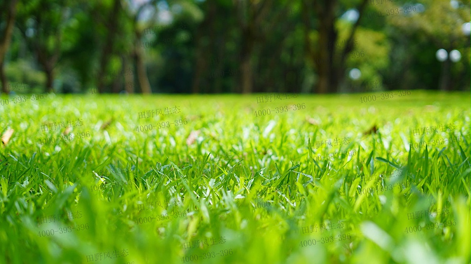 護坡草籽 護坡草籽