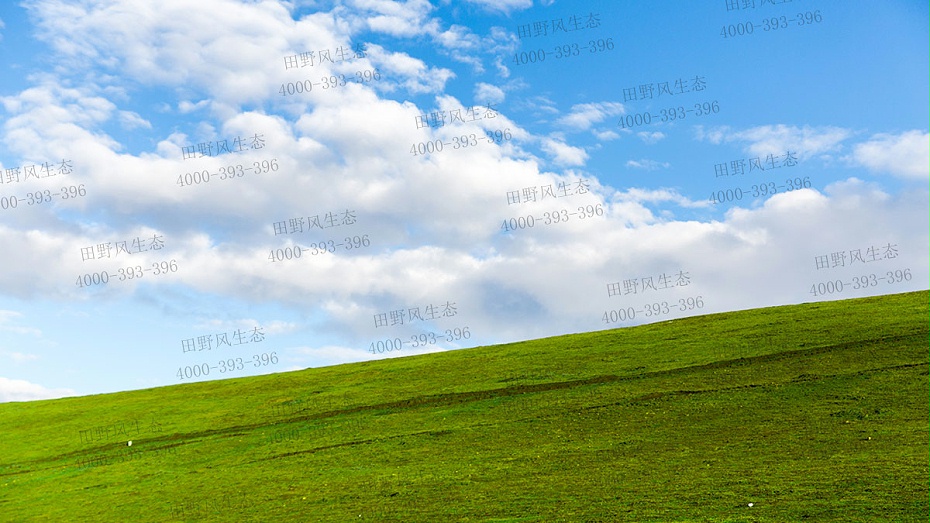 護坡草籽 護坡草籽