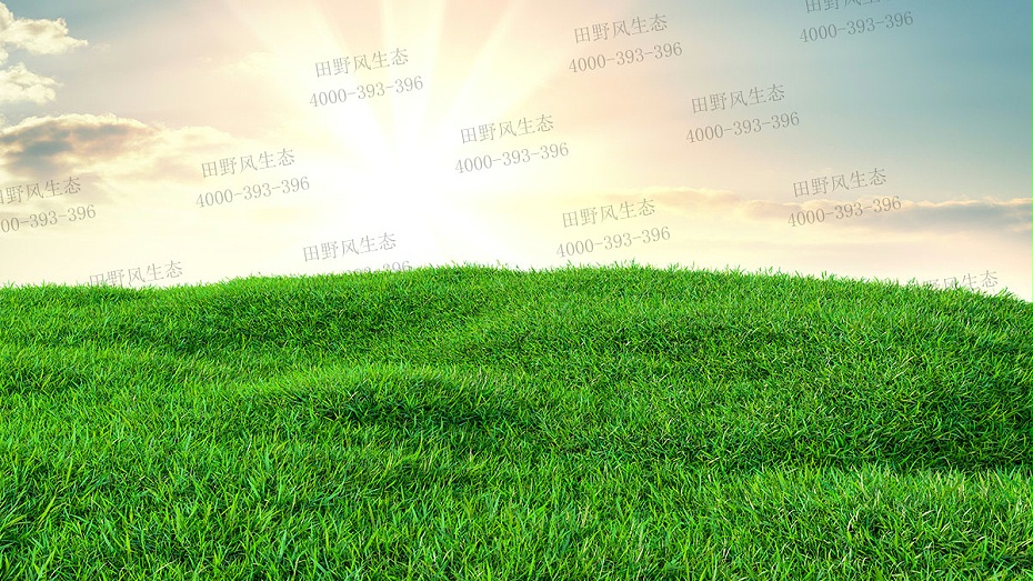 護坡草籽 護坡草籽