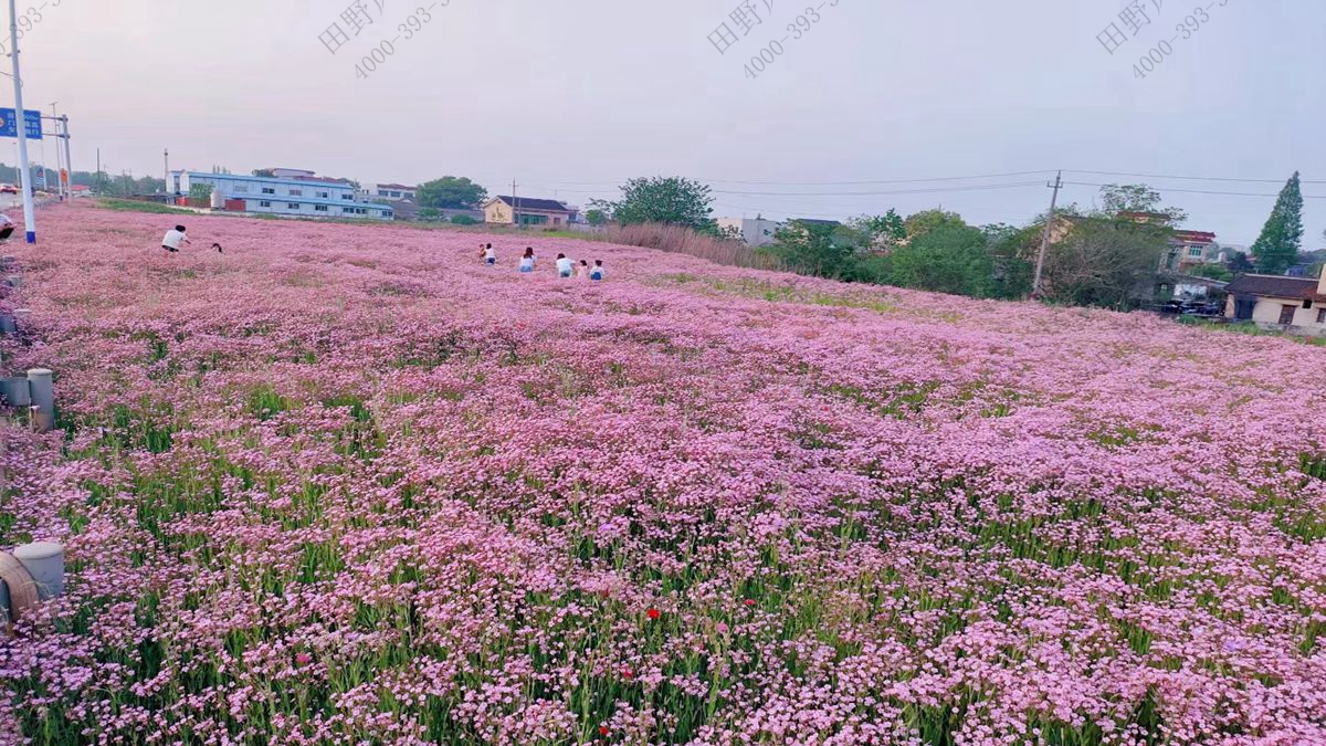 滿天星種子 滿天星種子