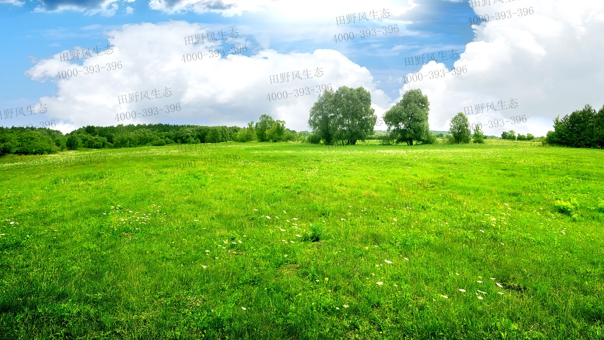 四季青種子 四季青種子