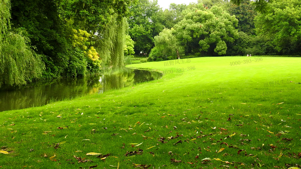 四季青種子 四季青種子