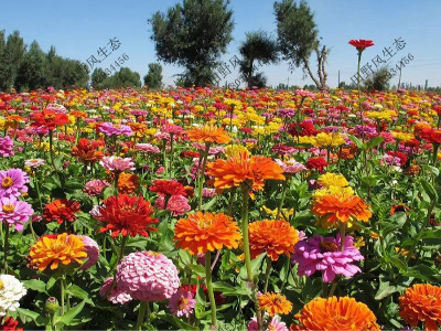 南方適合種的野花組合有哪些？