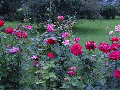 四季開(kāi)花的室內(nèi)花卉有哪些？（以及種植方法）