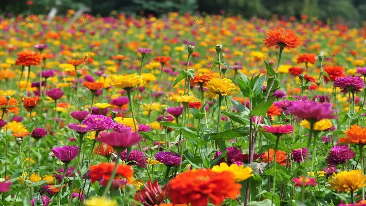 百日草花卉種子