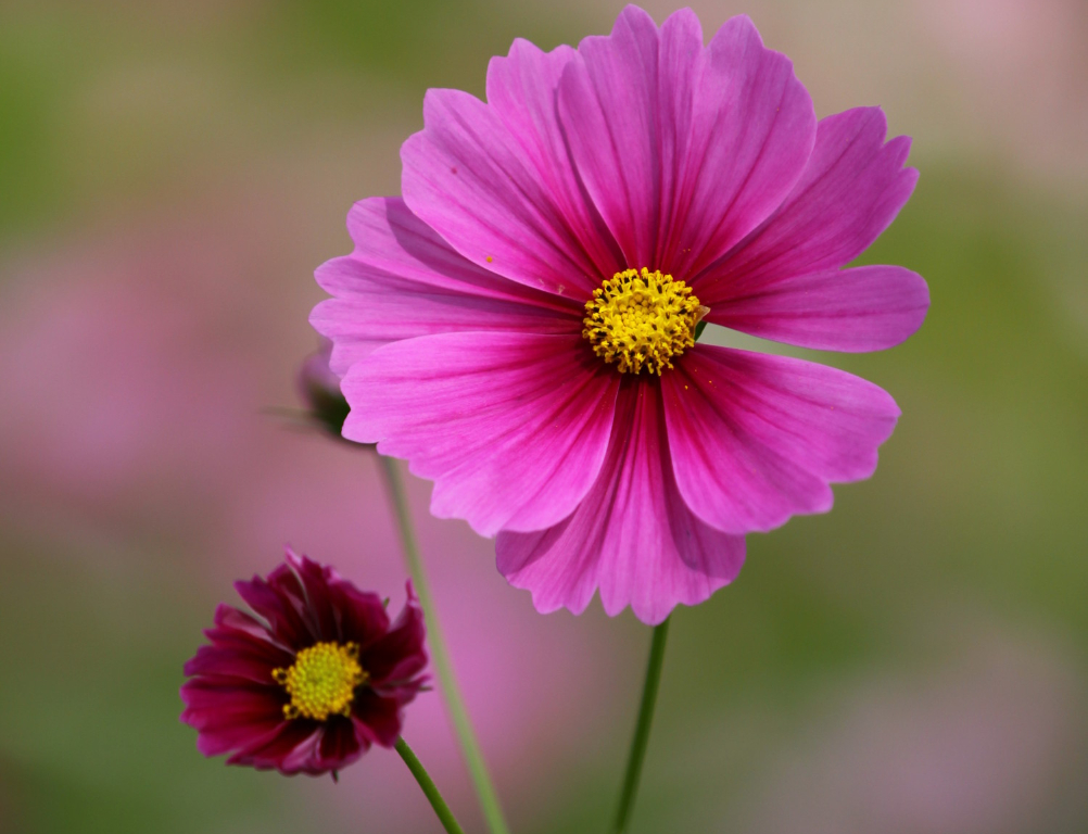 波斯菊花卉種子 波斯菊花卉種子