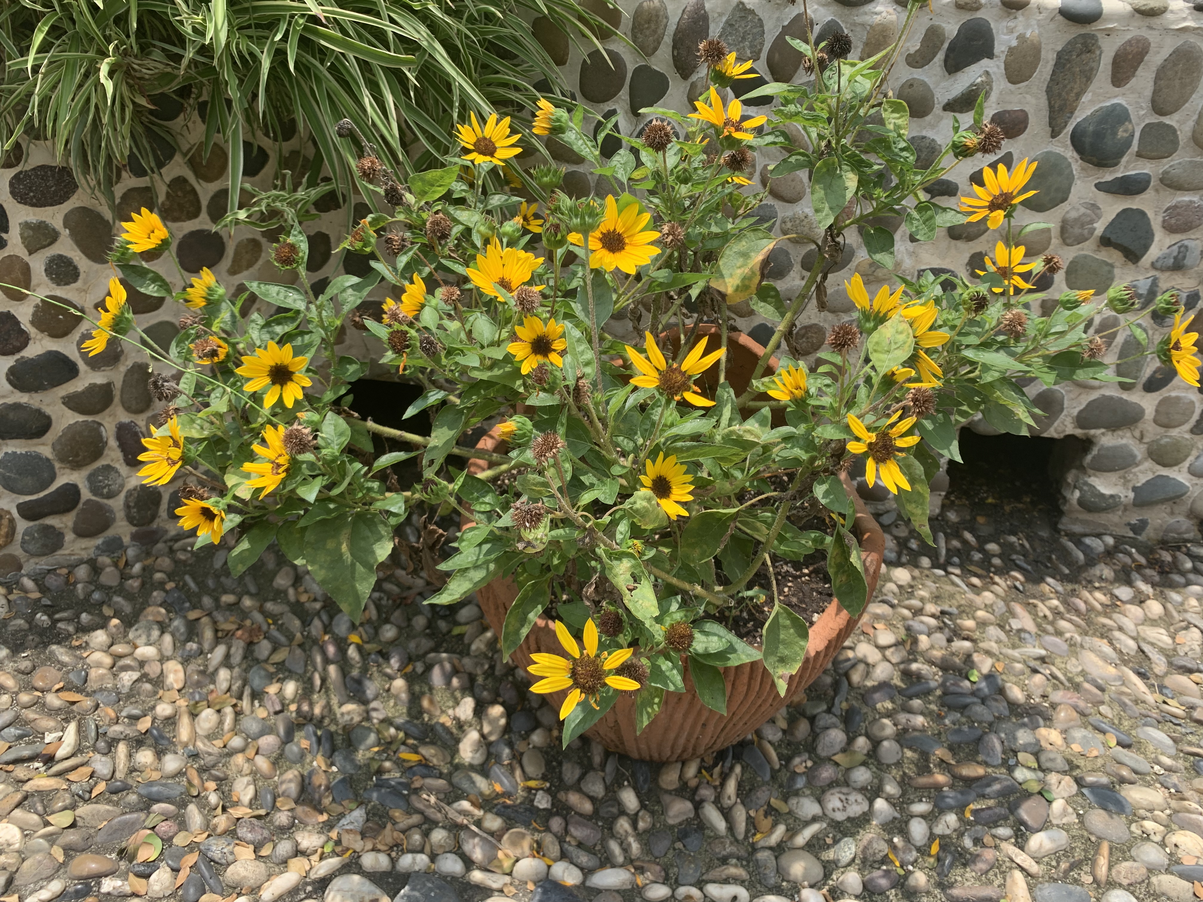 千日紅花籽的播種方法