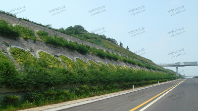 高速公路邊坡綠化植物種類如何選擇搭配