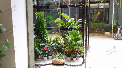 廣州盈科智谷植物租擺 廣州盈科智谷植物租擺