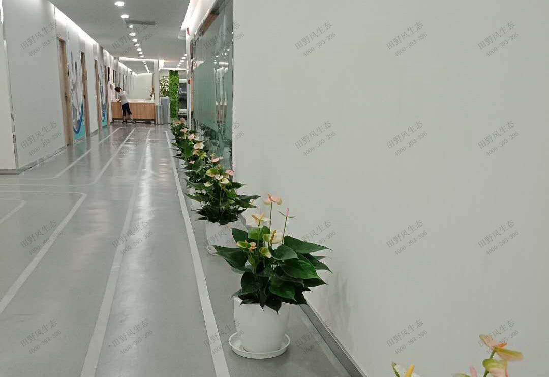 植物租擺，綠植租賃