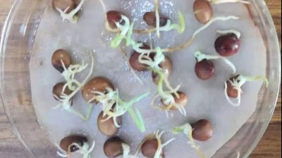 發(fā)芽率高的復綠種子如何選擇？