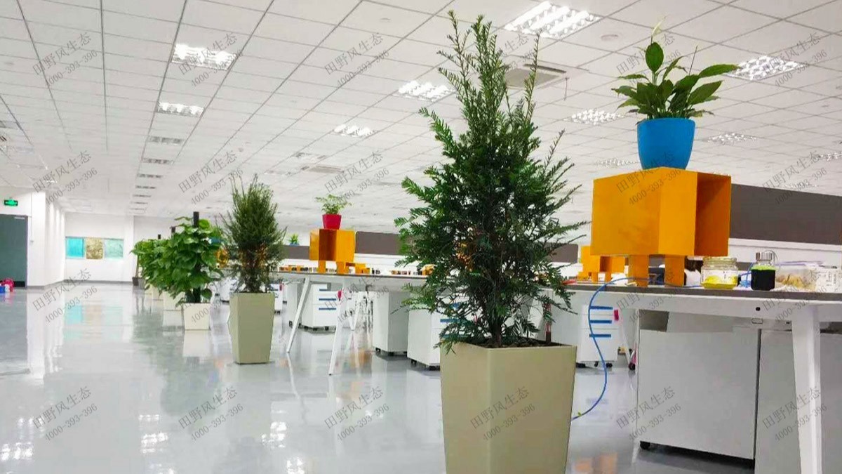 廣州國(guó)際電子大廈綠植出租案例 廣州國(guó)際電子大廈綠植出租案例