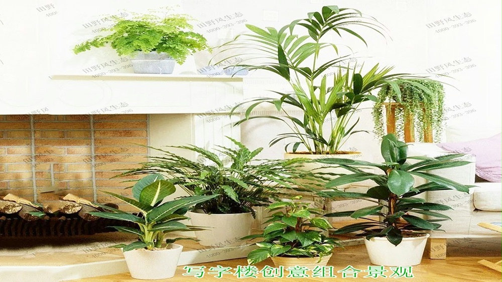 廣州中信廣場室內(nèi)植物租賃合作展示 廣州中信廣場室內(nèi)植物租賃合作展示