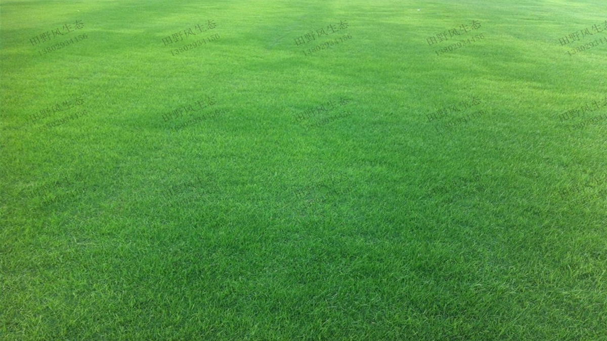 草坪草種子播種后，多久能成坪？