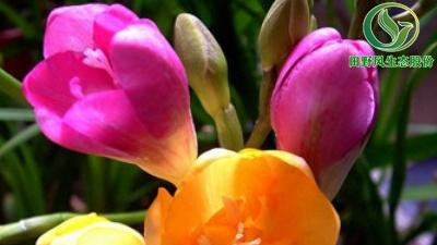 花卉種子怎么種？