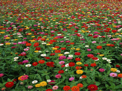 百日草種子種植養(yǎng)護(hù)技術(shù)，爆花技巧！