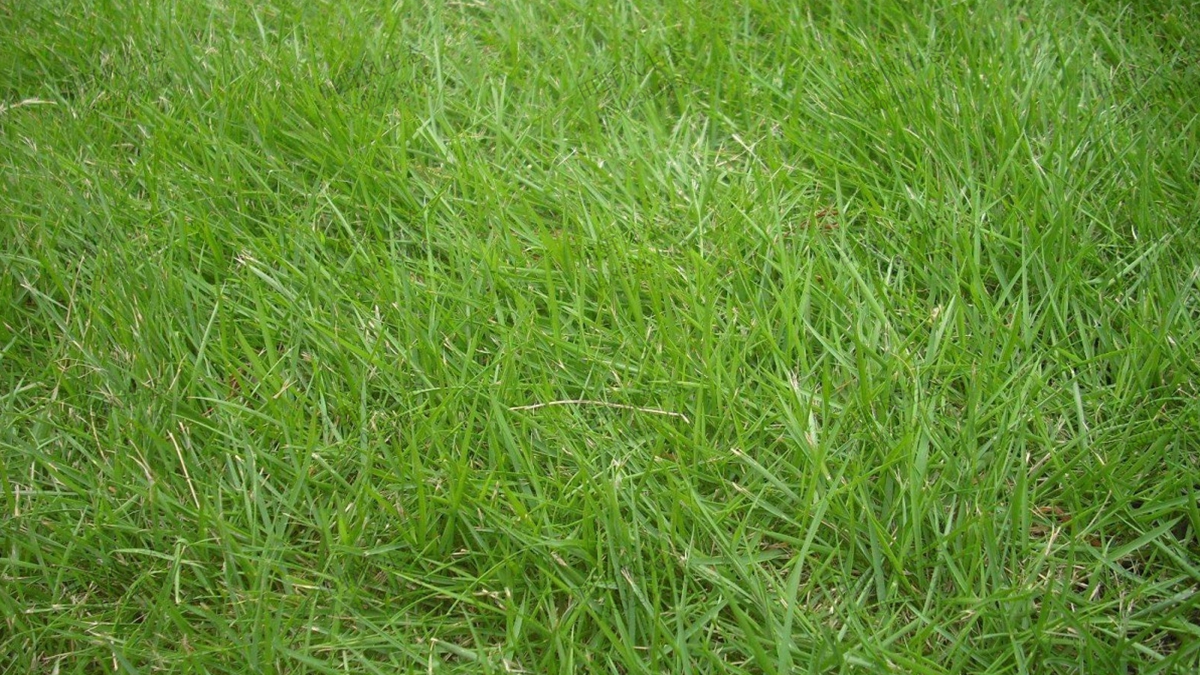 百喜草種子適合做草坪草種嗎？