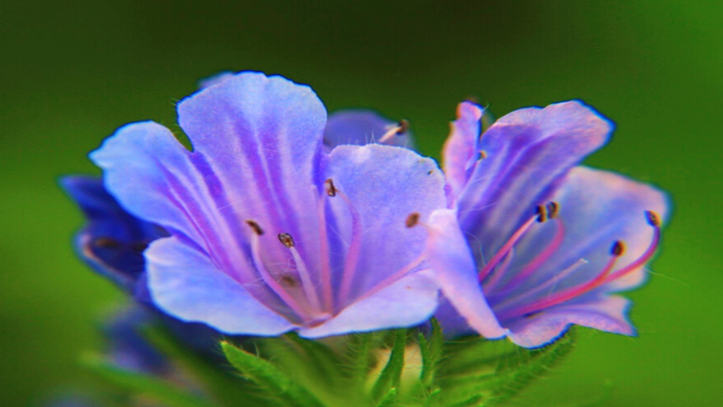 藍薊種子批發(fā)