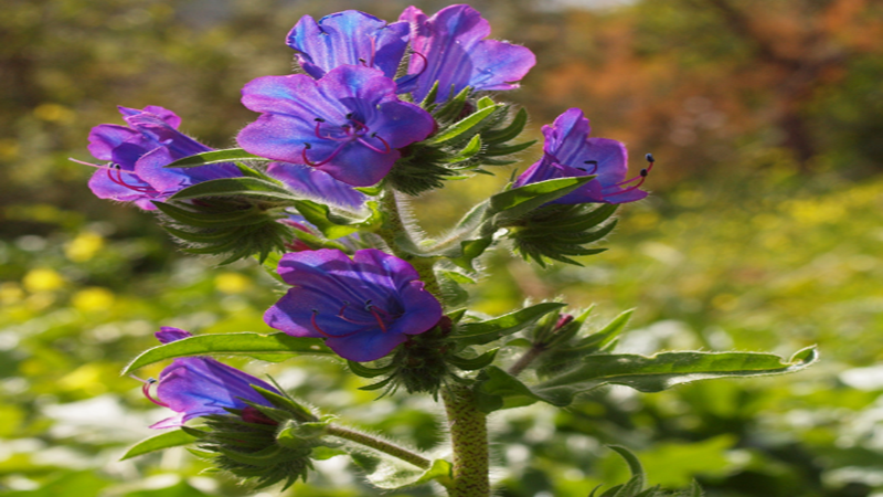 藍薊種子批發(fā)