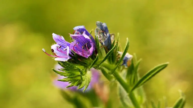 藍薊種子批發(fā)