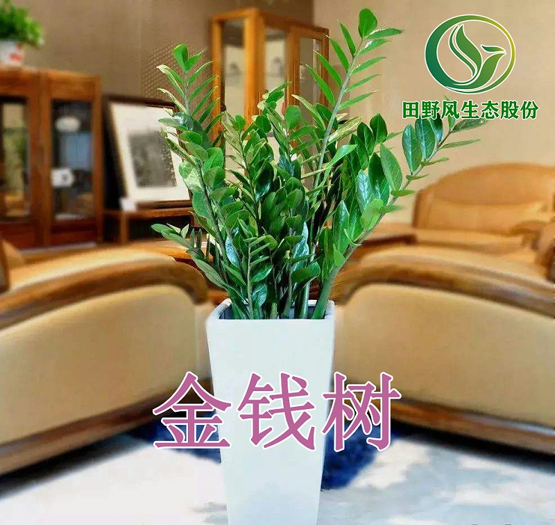 綠植租擺，植物租賃
