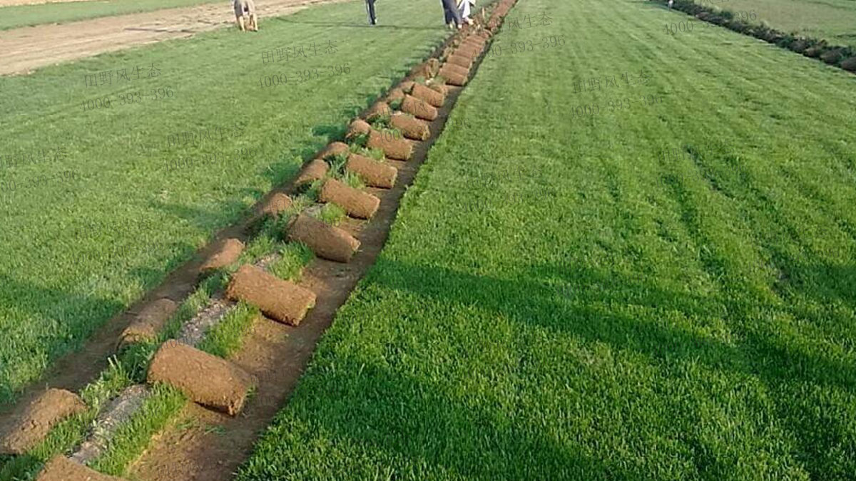 剪股穎種子 剪股穎種子