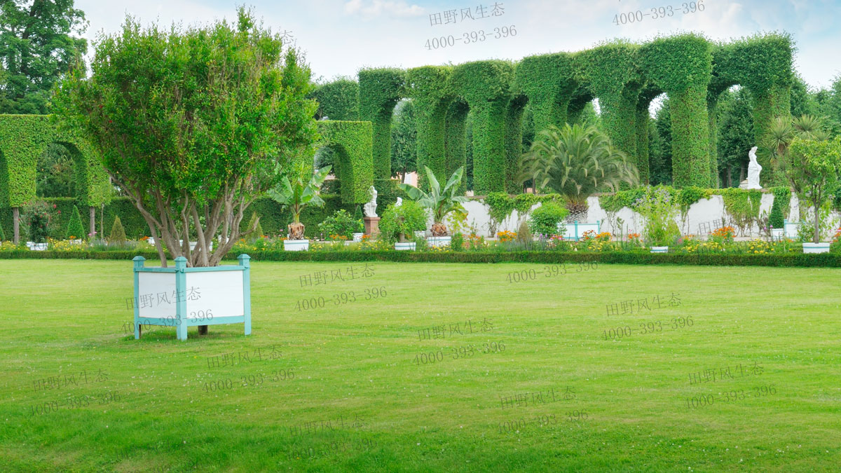 草坪種子 草坪種子