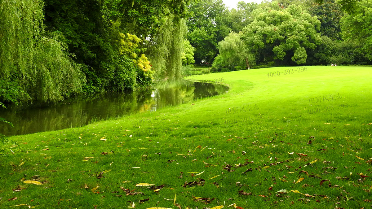 草坪種子 草坪種子