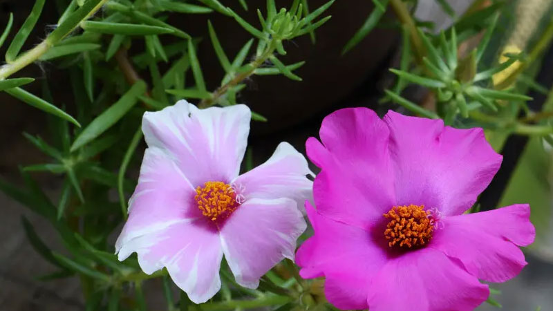 太陽(yáng)花 太陽(yáng)花