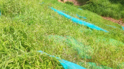 邊坡復(fù)綠效果實(shí)拍 邊坡復(fù)綠效果實(shí)拍