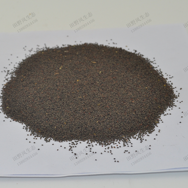 剪秋蘿種子 剪秋蘿種子