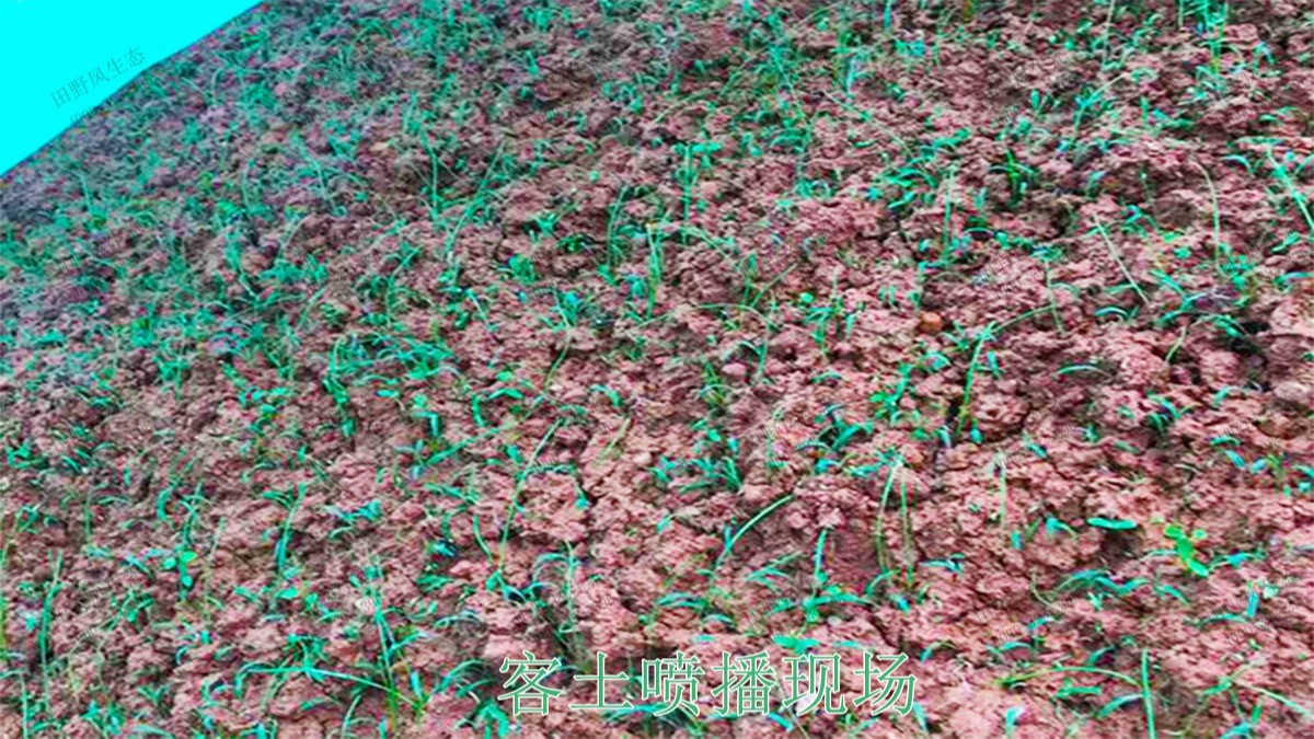 廣東省新興縣山體滑坡邊坡植草 廣東省新興縣山體滑坡邊坡植草