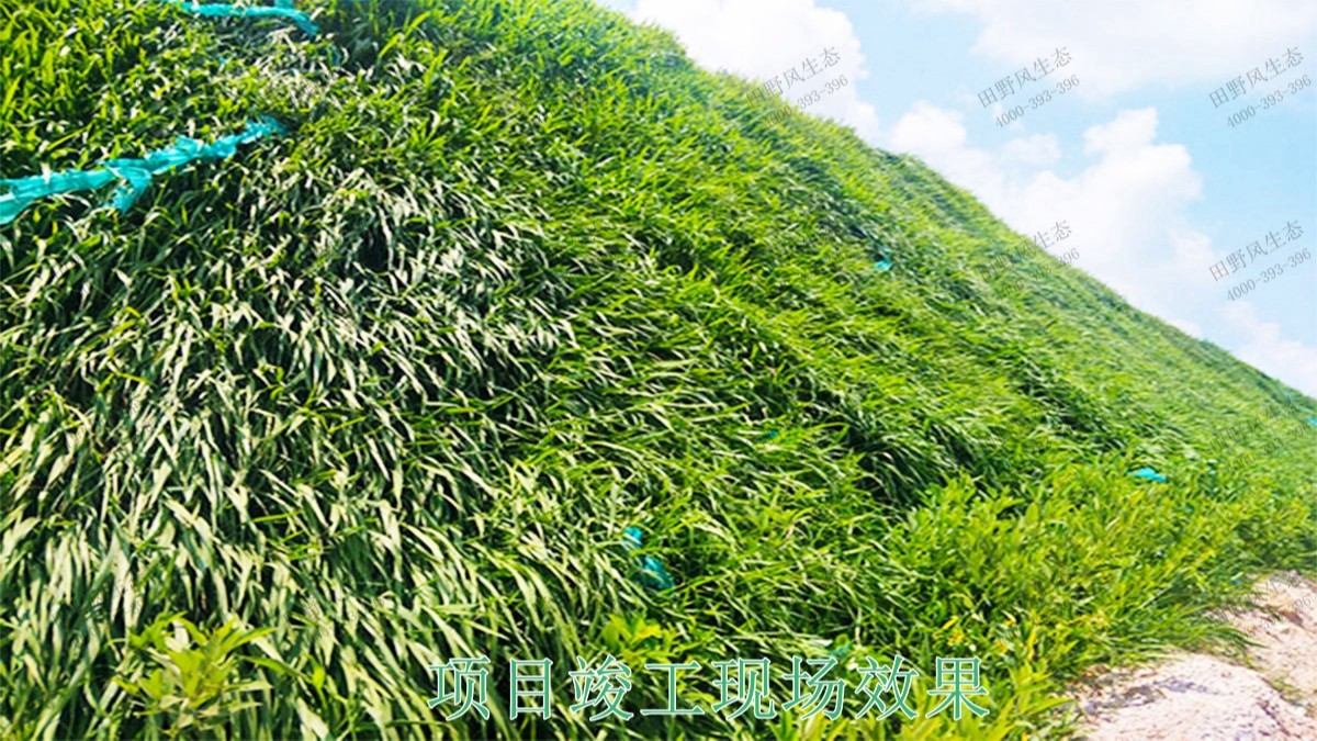 廣東省新興縣山體滑坡邊坡植草 廣東省新興縣山體滑坡邊坡植草
