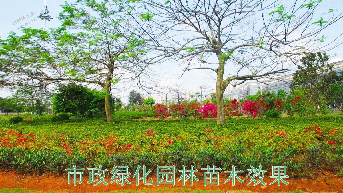 廣東珠海斗門濕地公園市政工程 廣東珠海斗門濕地公園市政工程