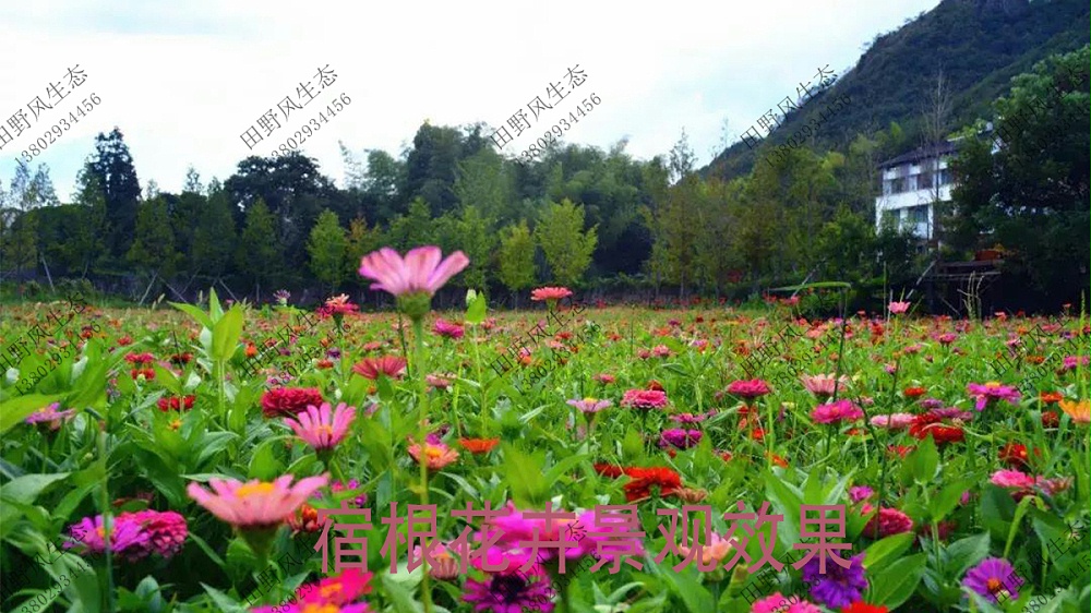 花海施工效果圖 花海施工效果圖