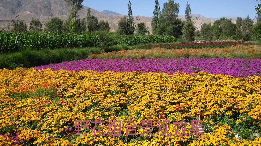 野花組合花卉種子 野花組合花卉種子