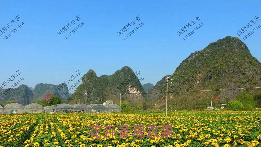 宿根鄉(xiāng)村公園花海 宿根鄉(xiāng)村公園花海