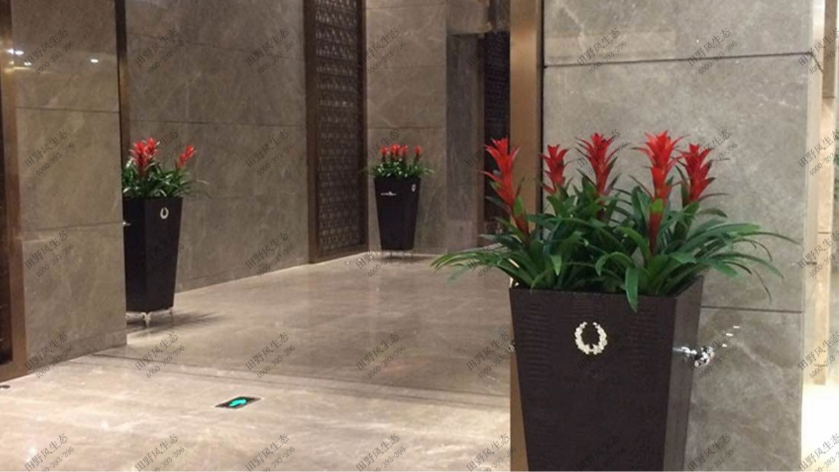 廣東國際大酒店綠植出租案例 廣東國際大酒店綠植出租案例