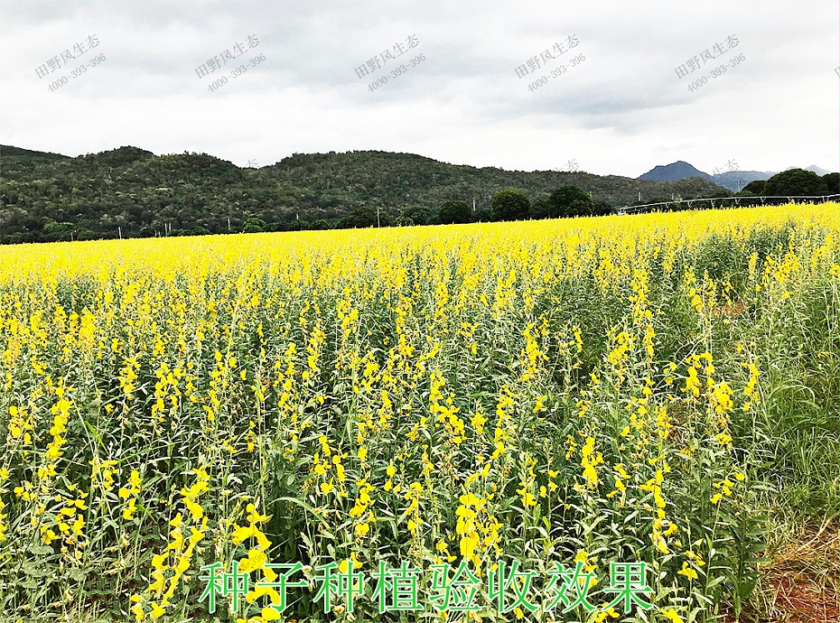 6種子種植驗收效果